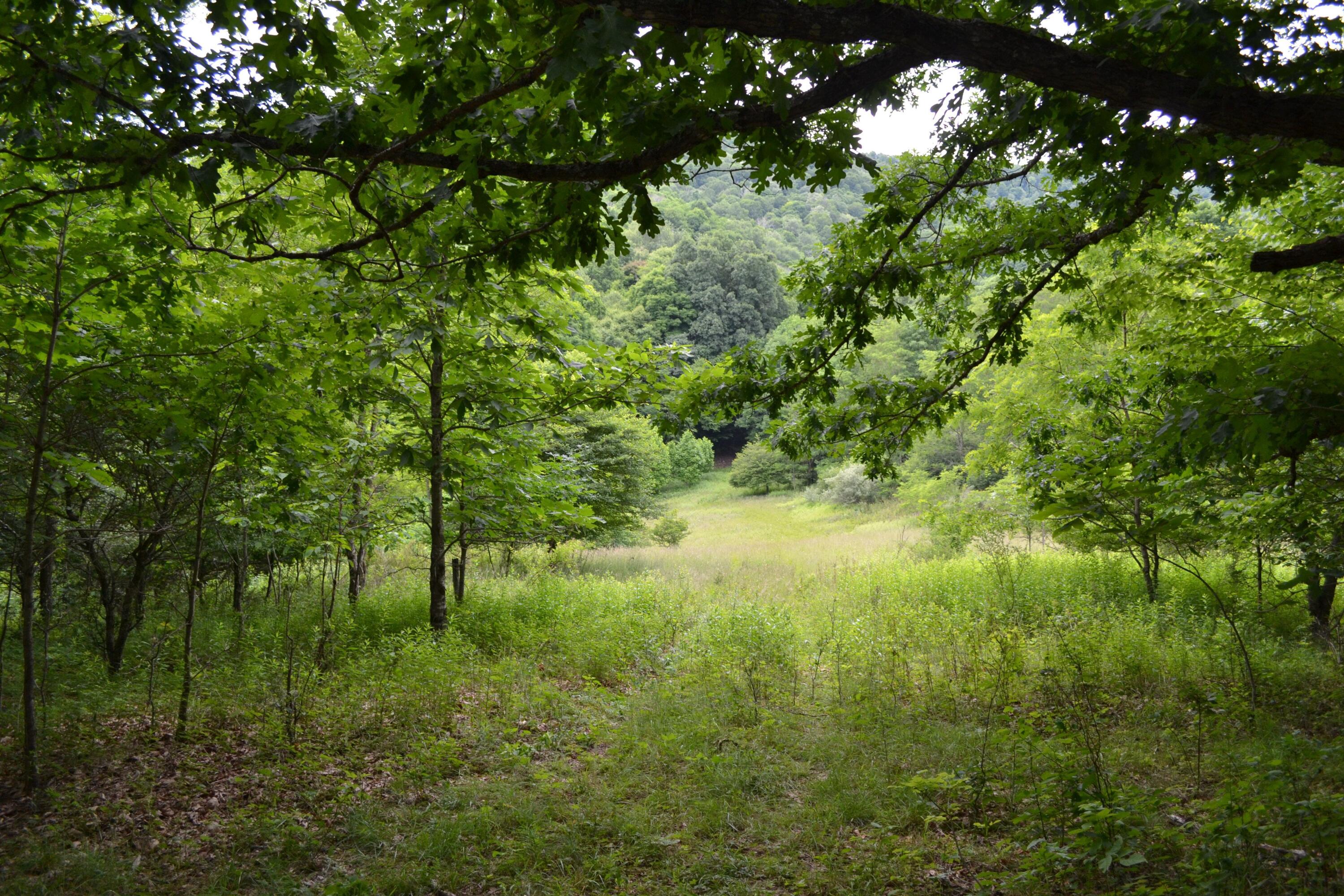 6299 Edray Road Cass, WV 24927 - Photo 3 of 9 Gallery Image 3