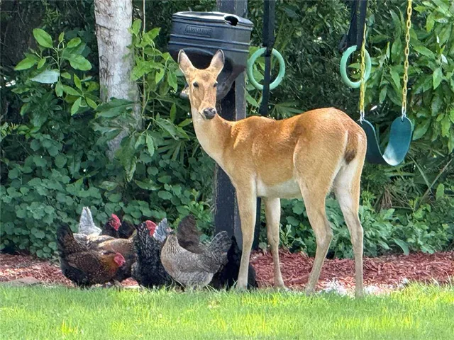 $985,000 | 10909 Mattioda Road, Groveland, FL 34736