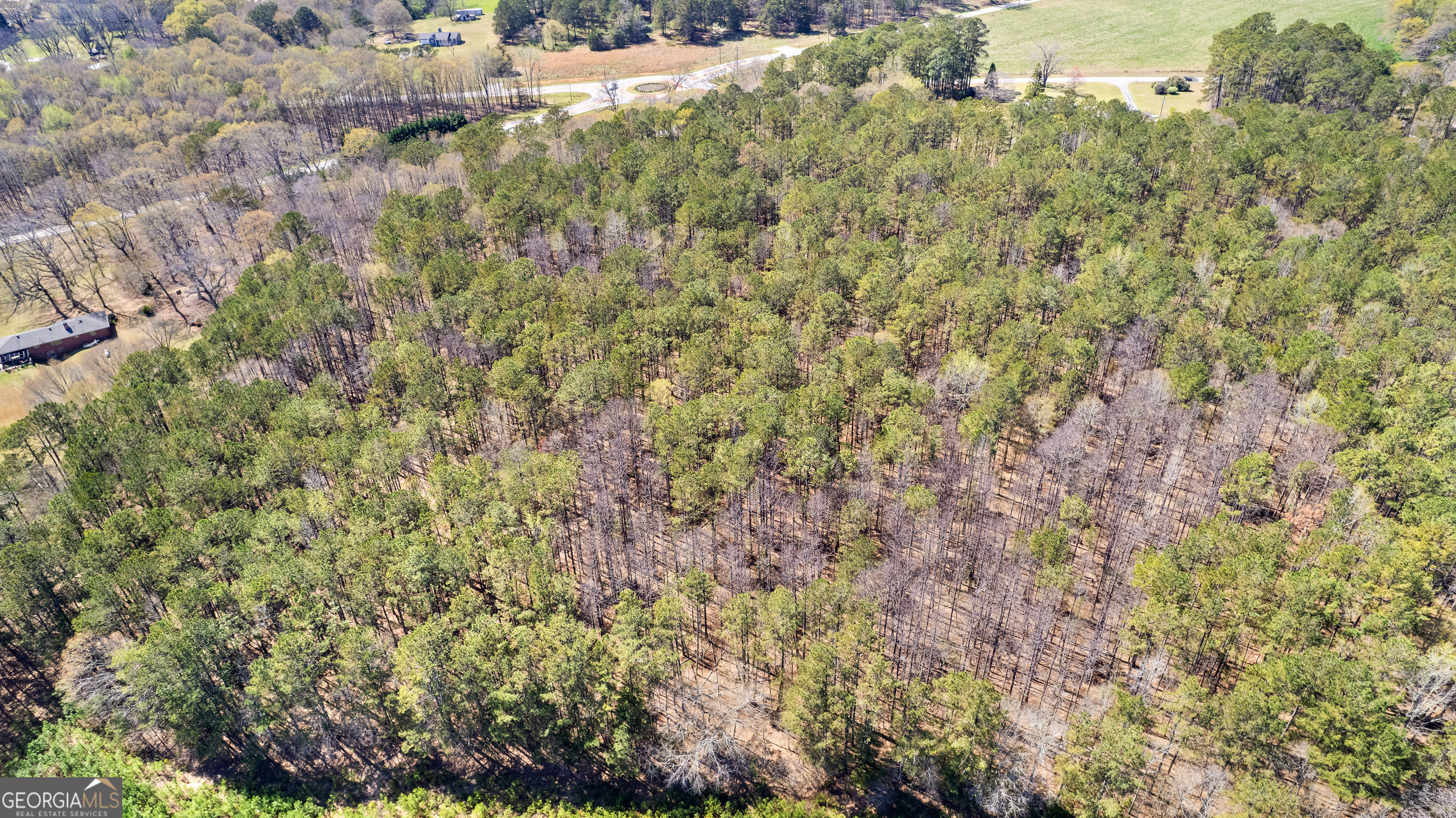 461 Old Jackson Road McDonough, GA 30252 - Photo 39 of 41 a close up of a plant in a yard
