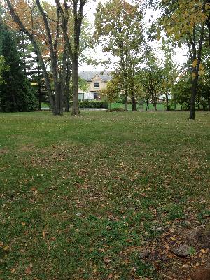 a view of a trees with a big yard