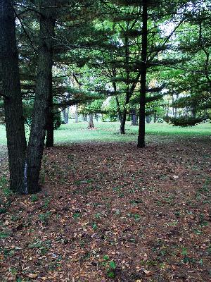 91 Maple Avenue Burr Ridge, IL 60527 - Photo 3 of 5 a view of a yard with tree s