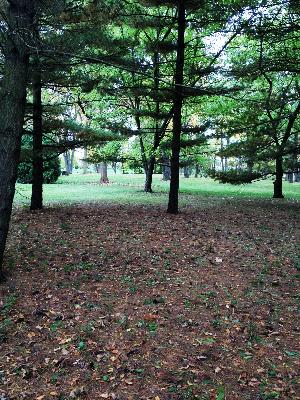 91 Maple Avenue Burr Ridge, IL 60527 - Photo 5 of 5 a view of a yard with tree s