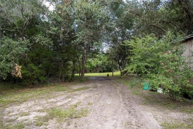 a view of a forest with trees in the background