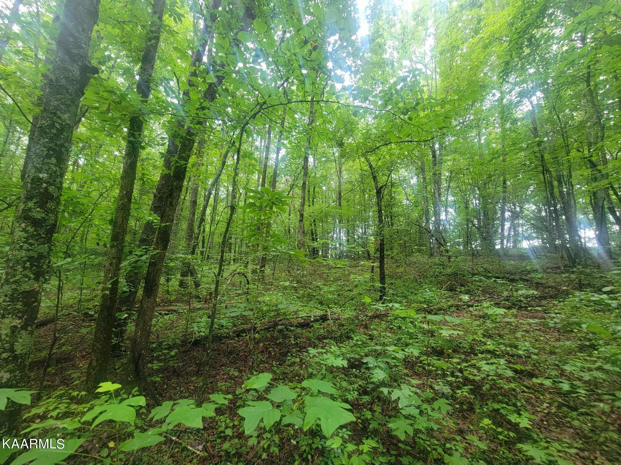 0 40 Model Farm Road Jamestown, TN 38556 - Photo 22 of 59