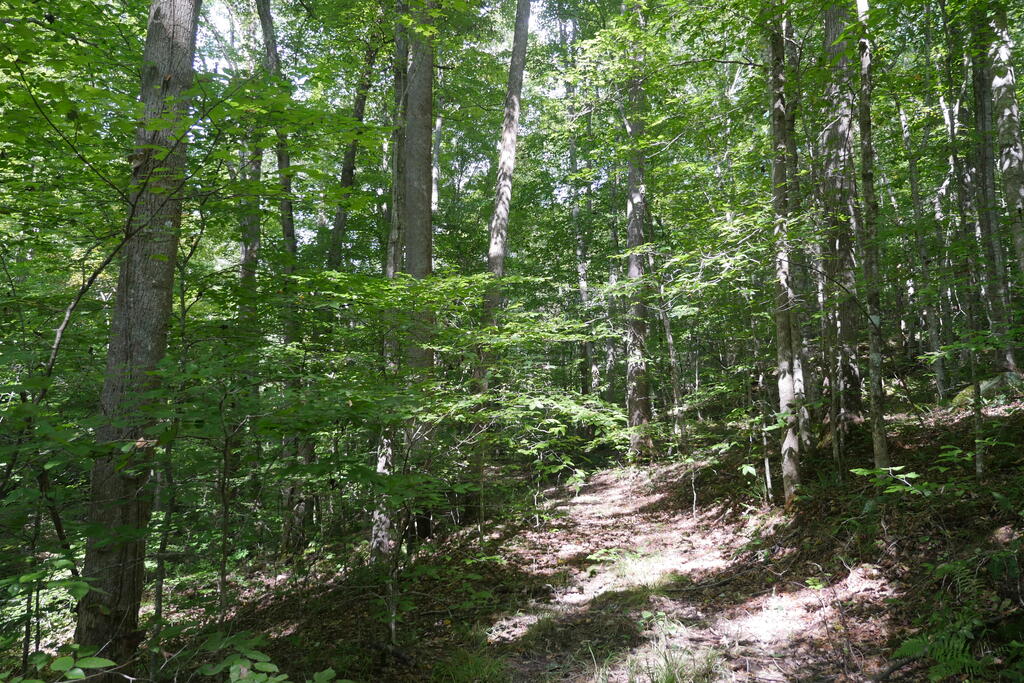 4163 Lick Creek Road Birchleaf, VA 24220 - Photo 70 of 86 Gallery Image 70
