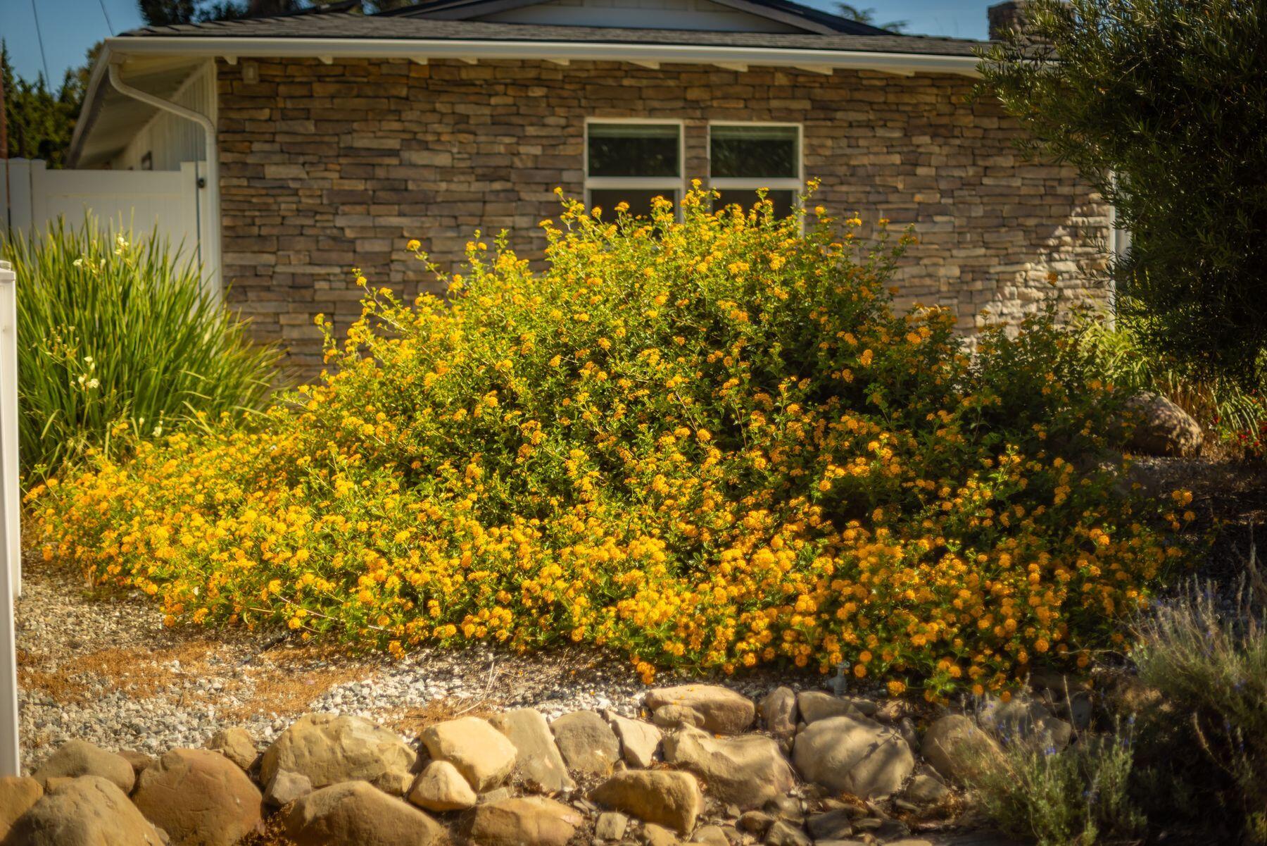 351 Sunset Avenue Oak View, CA 93022 - Photo 20 of 39 a view of a backyard of the house