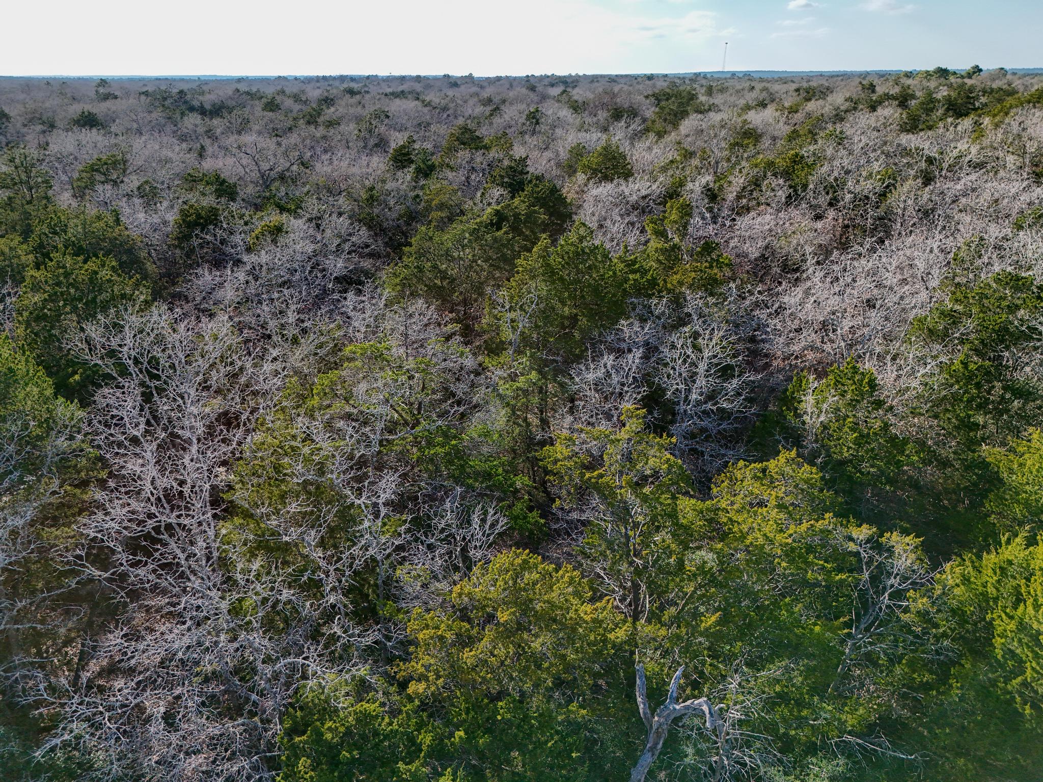 Lot 14 Antioch Road Paige, TX 78659 - Photo 15 of 17 Bird's eye view of a forest