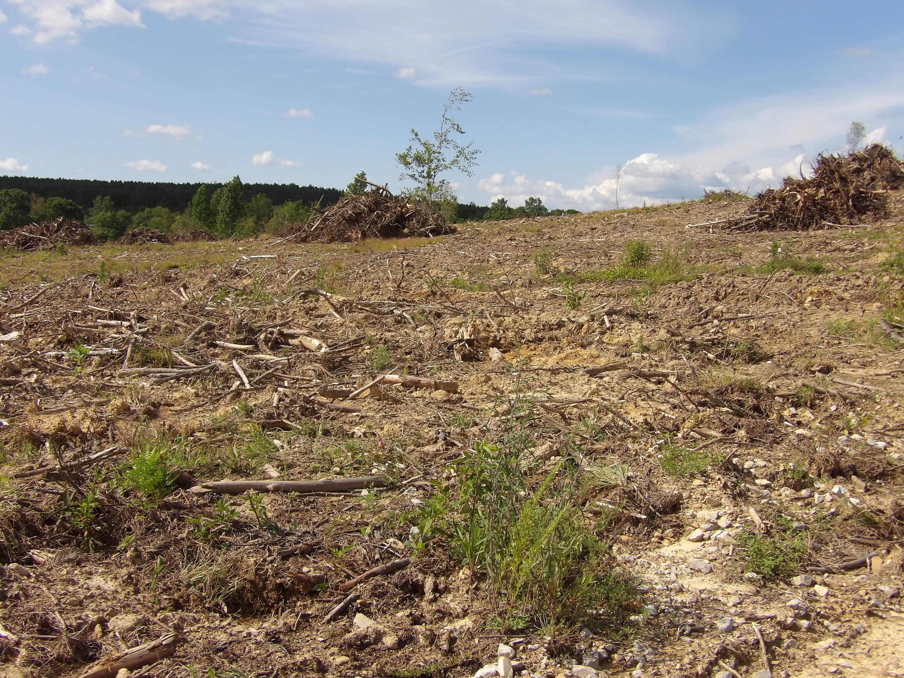 Lot 15 Summer City Road Evensville, TN 37332 - Photo 11 of 24 100_1676