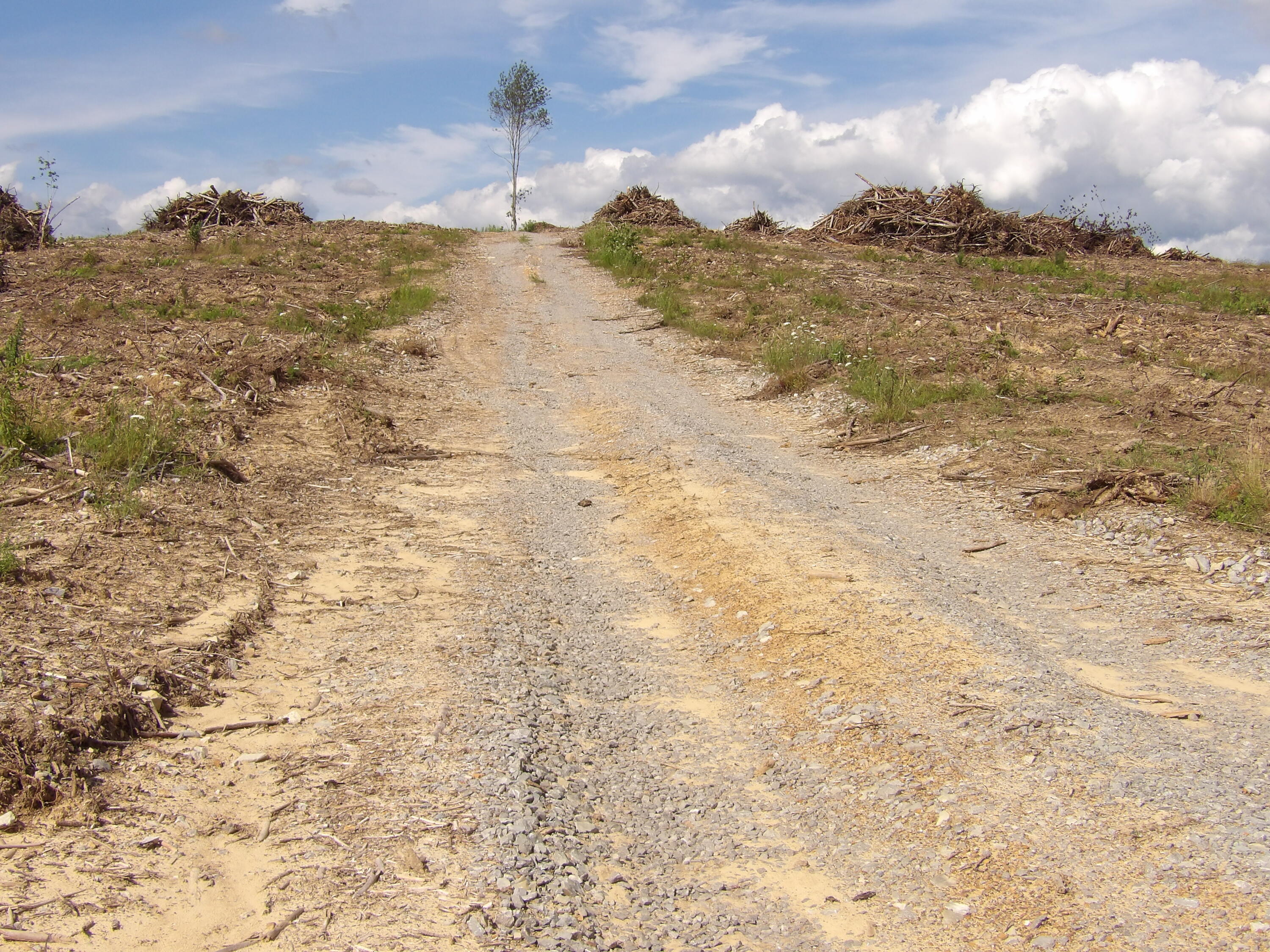 Lot 15 Summer City Road Evensville, TN 37332 - Photo 12 of 24 100_1677