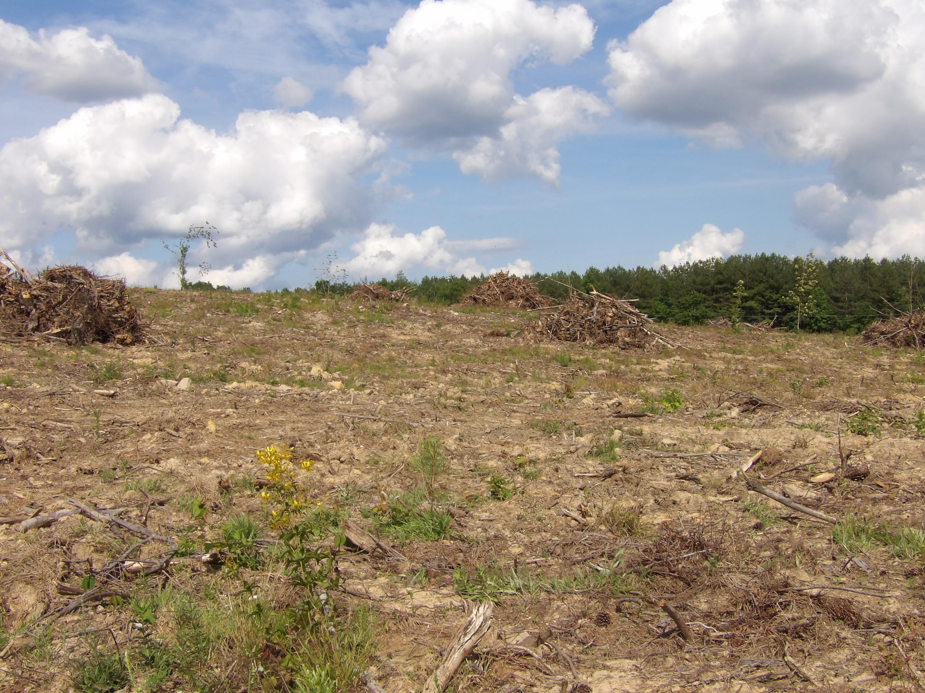 Lot 15 Summer City Road Evensville, TN 37332 - Photo 15 of 24 100_1680