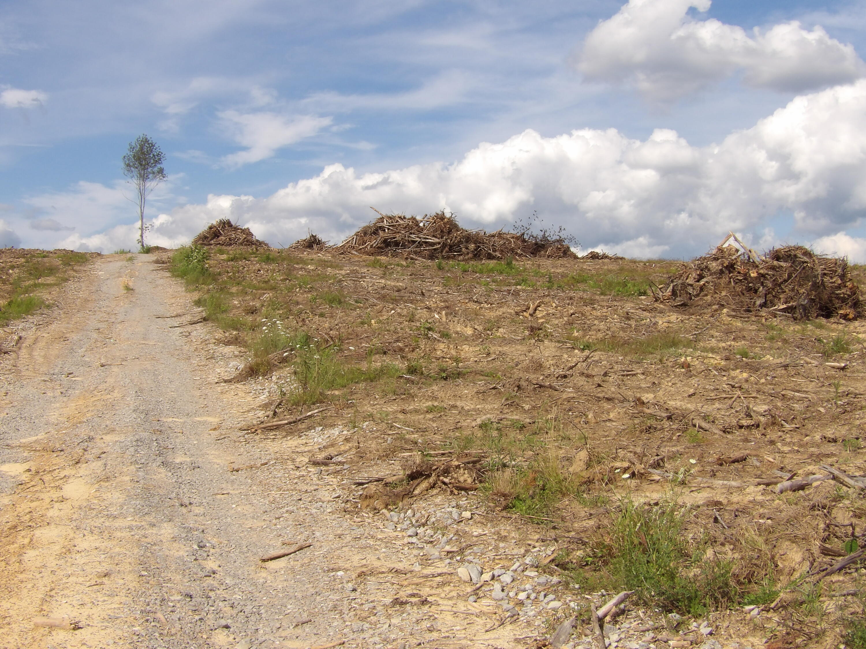 Lot 15 Summer City Road Evensville, TN 37332 - Photo 16 of 24 100_1681