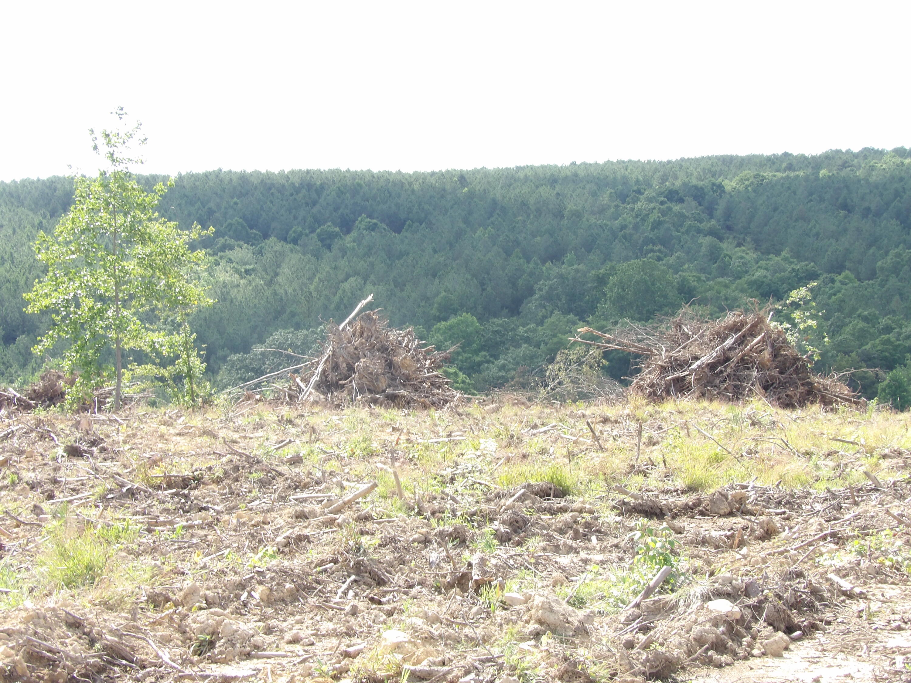 Lot 15 Summer City Road Evensville, TN 37332 - Photo 17 of 24 100_1683