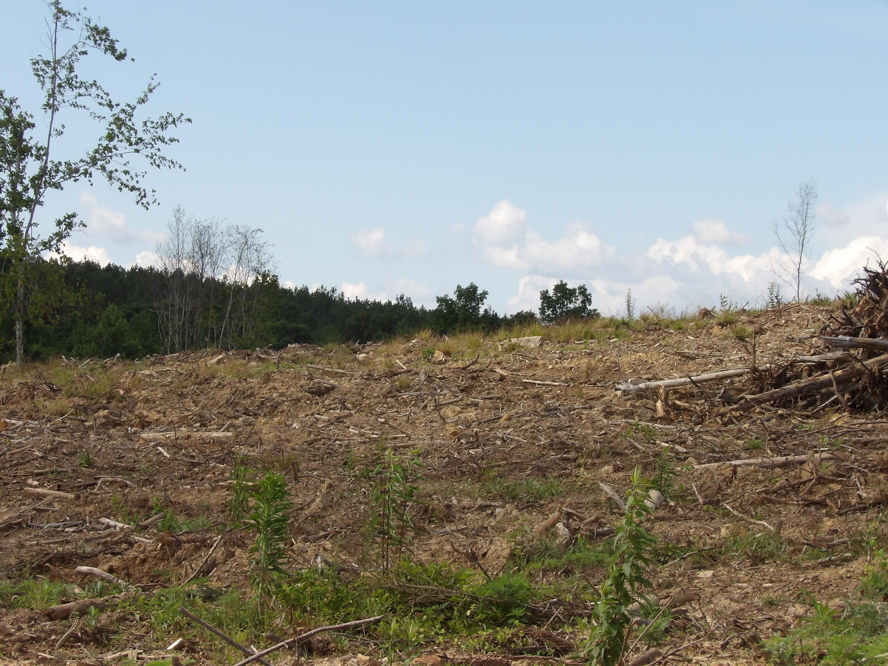 Lot 15 Summer City Road Evensville, TN 37332 - Photo 18 of 24 100_1687