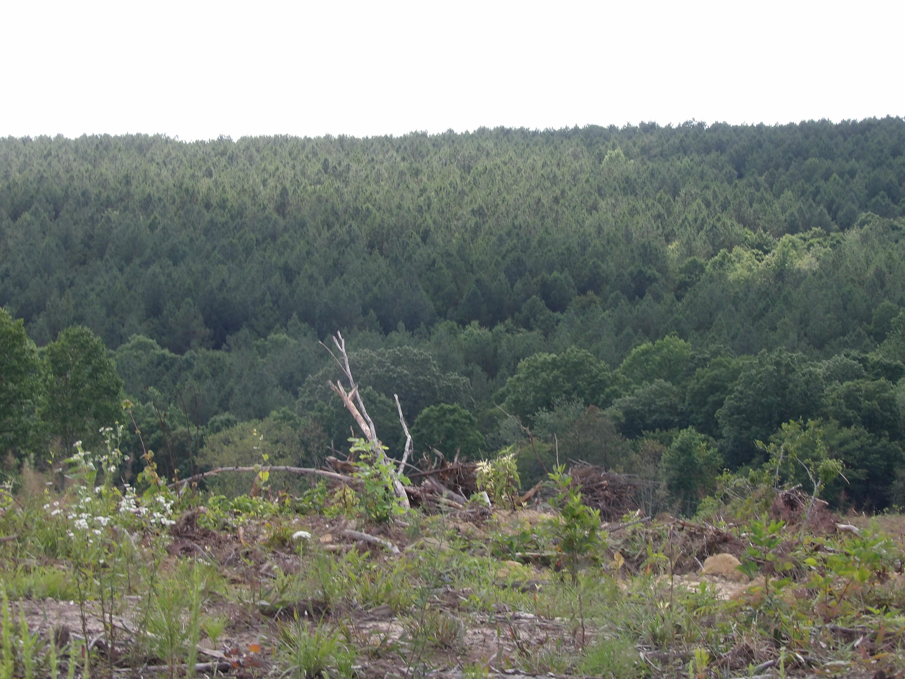 Lot 15 Summer City Road Evensville, TN 37332 - Photo 21 of 24 100_1690