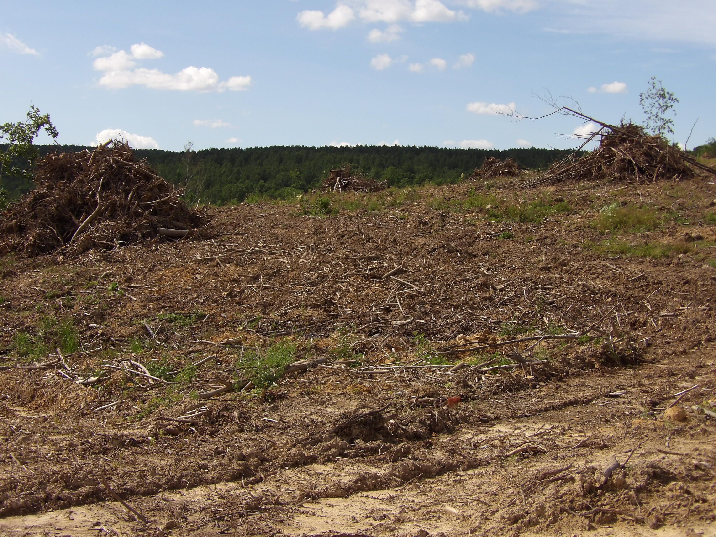 Lot 15 Summer City Road Evensville, TN 37332 - Photo 8 of 24 100_1668