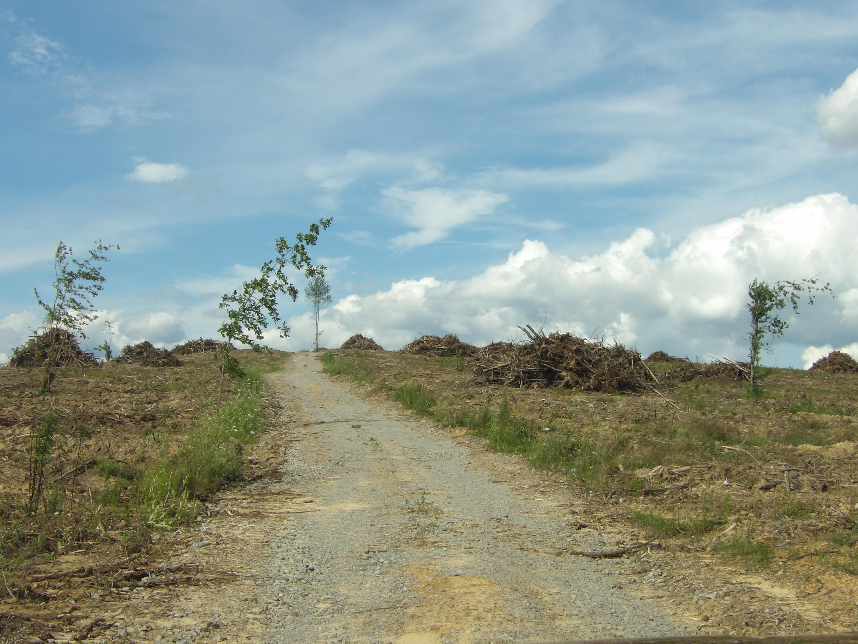 Lot 15 Summer City Road Evensville, TN 37332 - Photo 9 of 24 100_1673