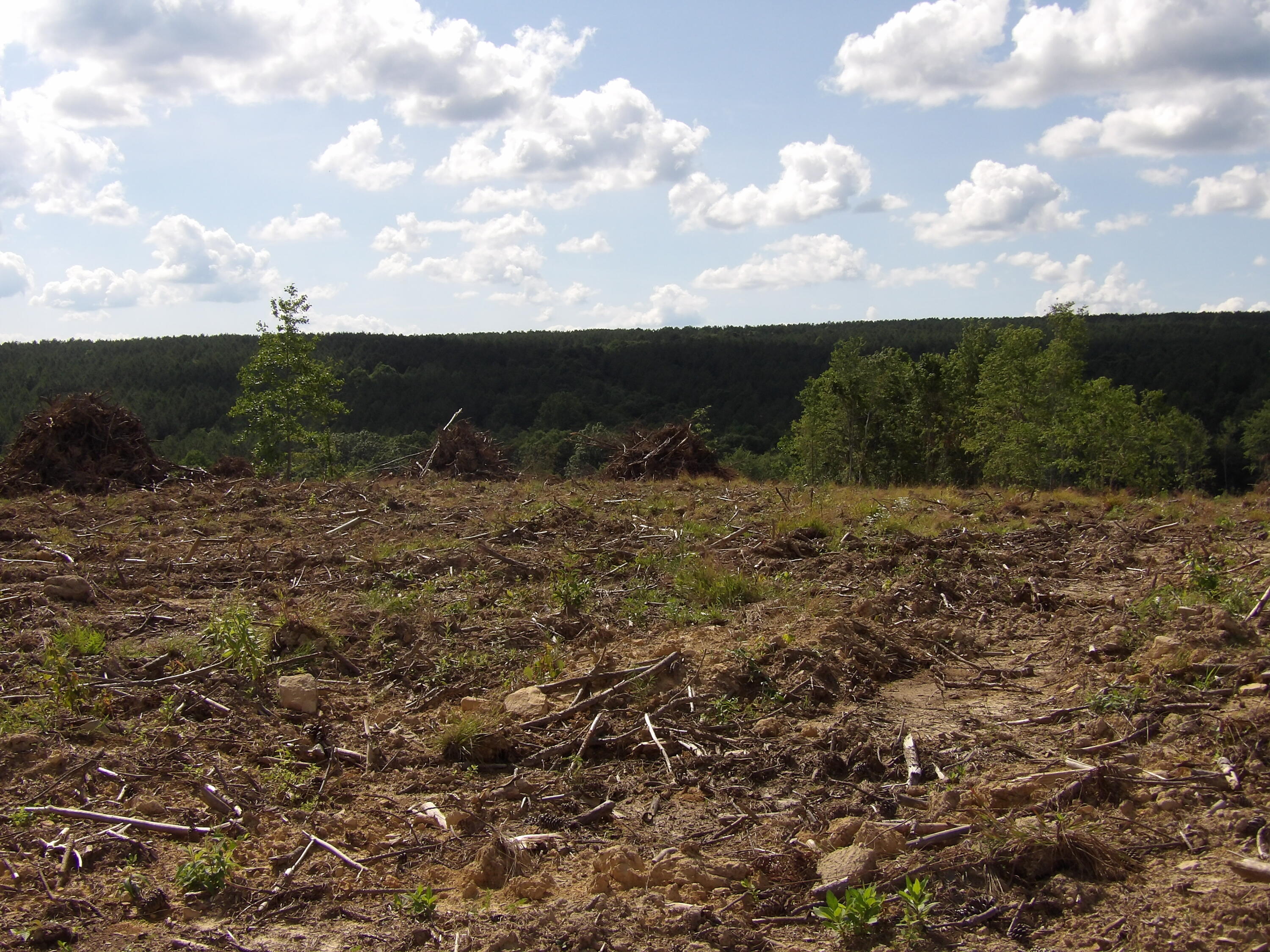 Lot 15 Summer City Road Evensville, TN 37332 - Photo 10 of 24 100_1675