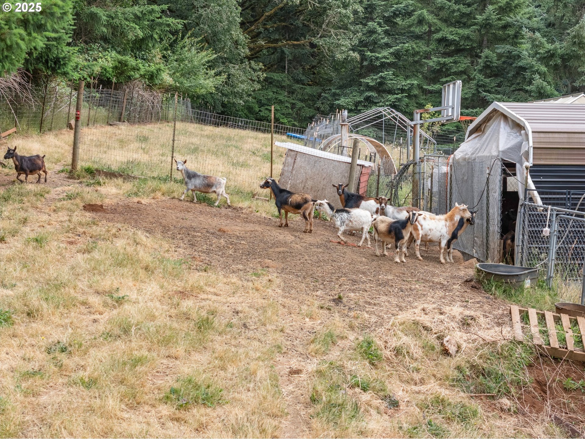 19791 Northeast Sunnycrest Road Newberg, OR 97132 - Photo 22 of 40 a backyard of a house with table and chairs