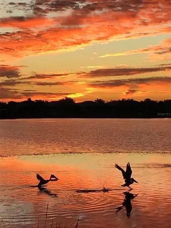 a view of a house with a big yard plants and large trees