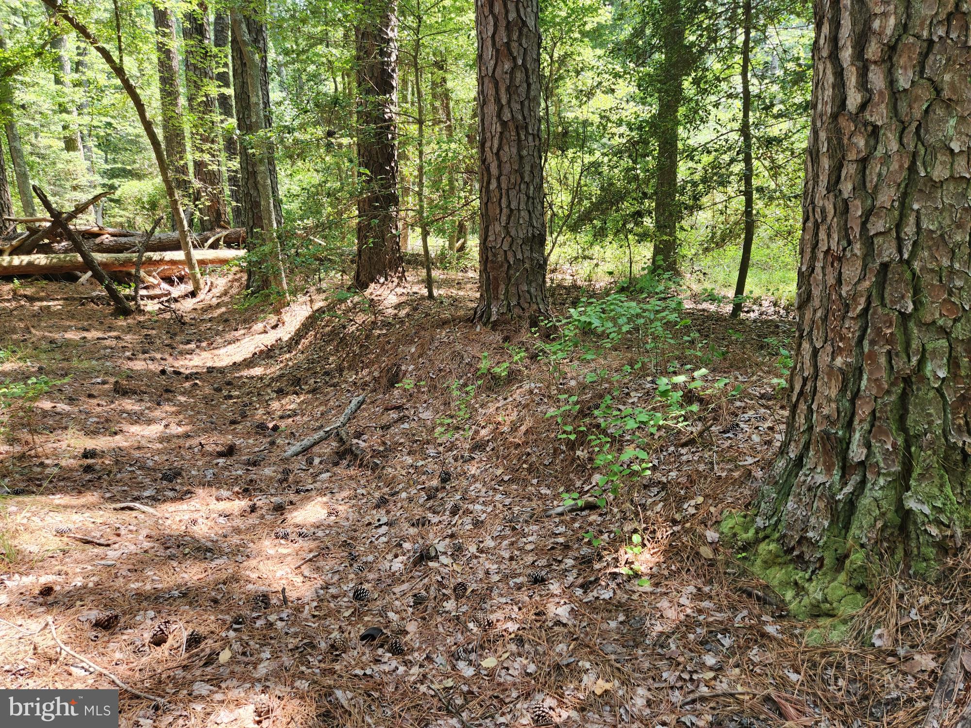 Point Lookout Road Scotland, MD 20687 - Photo 7 of 19 Civil War-era railroad berm