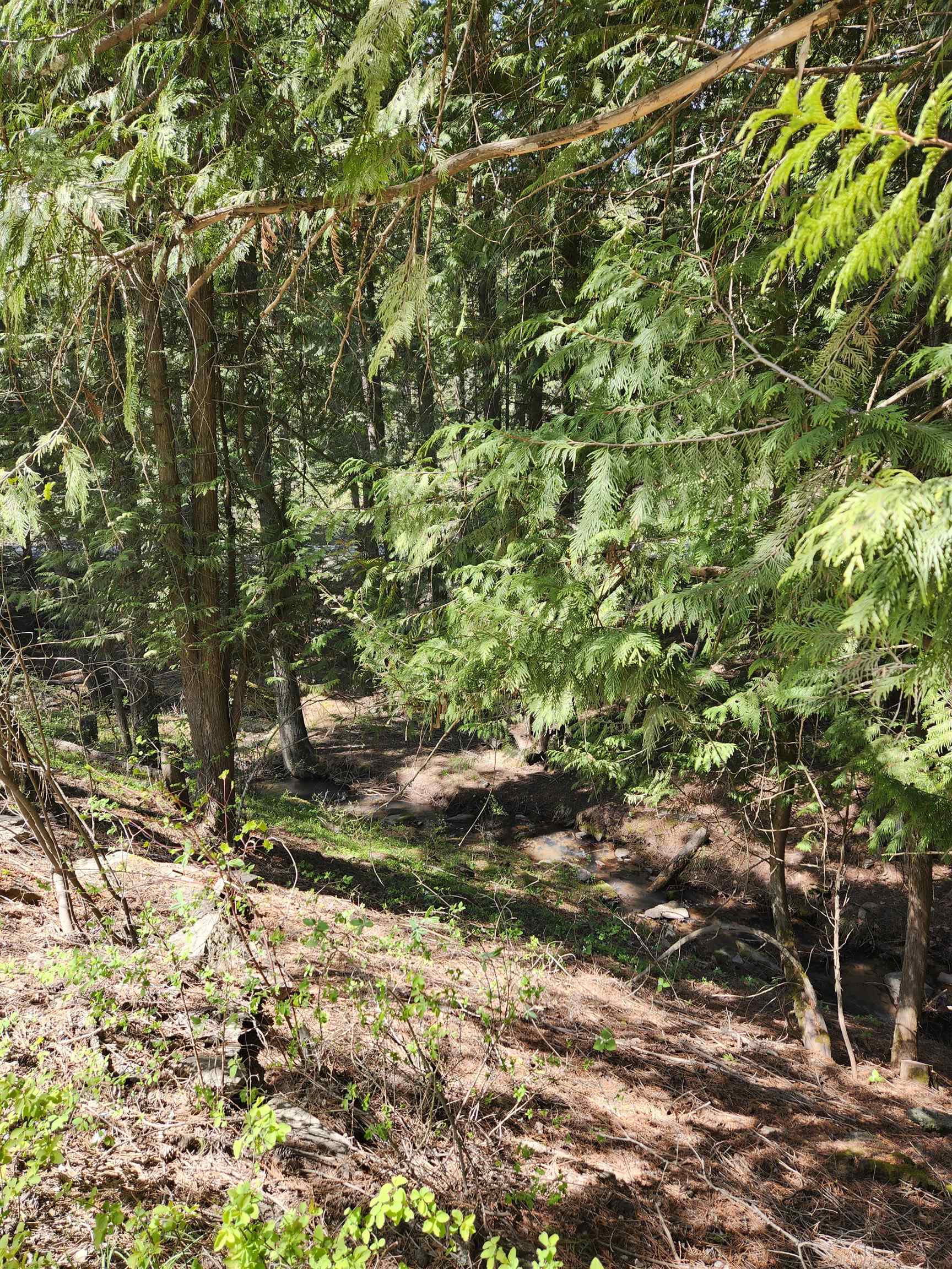 208-xx North Mt Carlton Road Mead, WA 99021 - Photo 9 of 50 Gallery Image 9