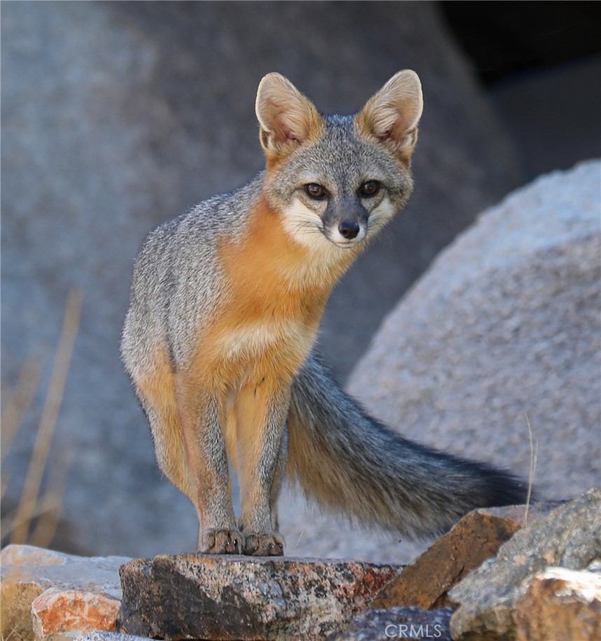 66075 Foothill Drive Joshua Tree, CA 92252 - Photo 39 of 53 a view of entryway