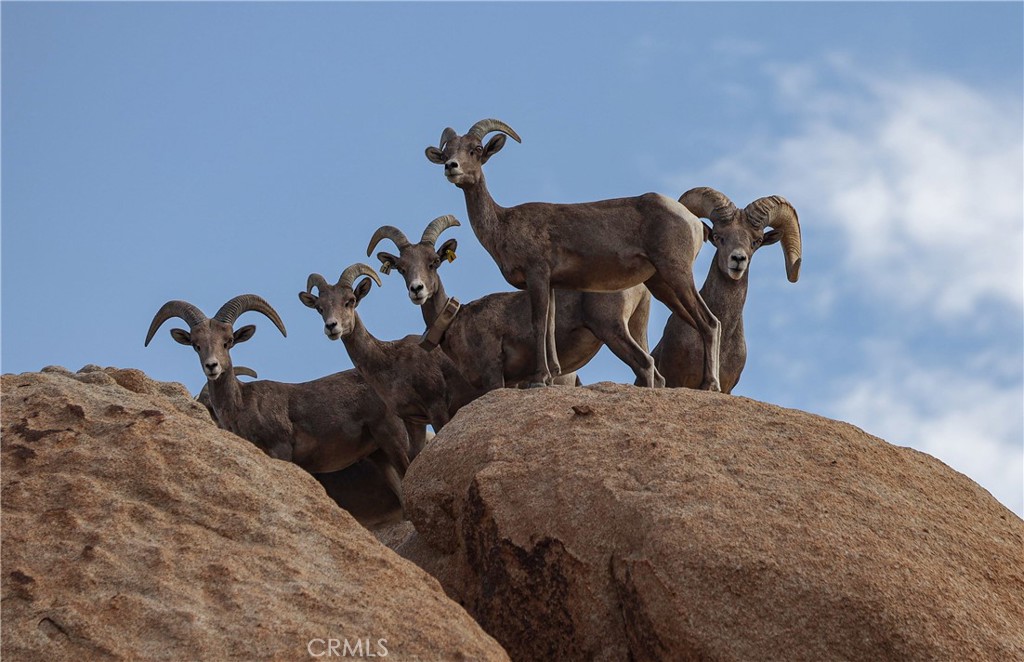 66075 Foothill Drive Joshua Tree, CA 92252 - Photo 43 of 53 a bedroom with bed and a chair
