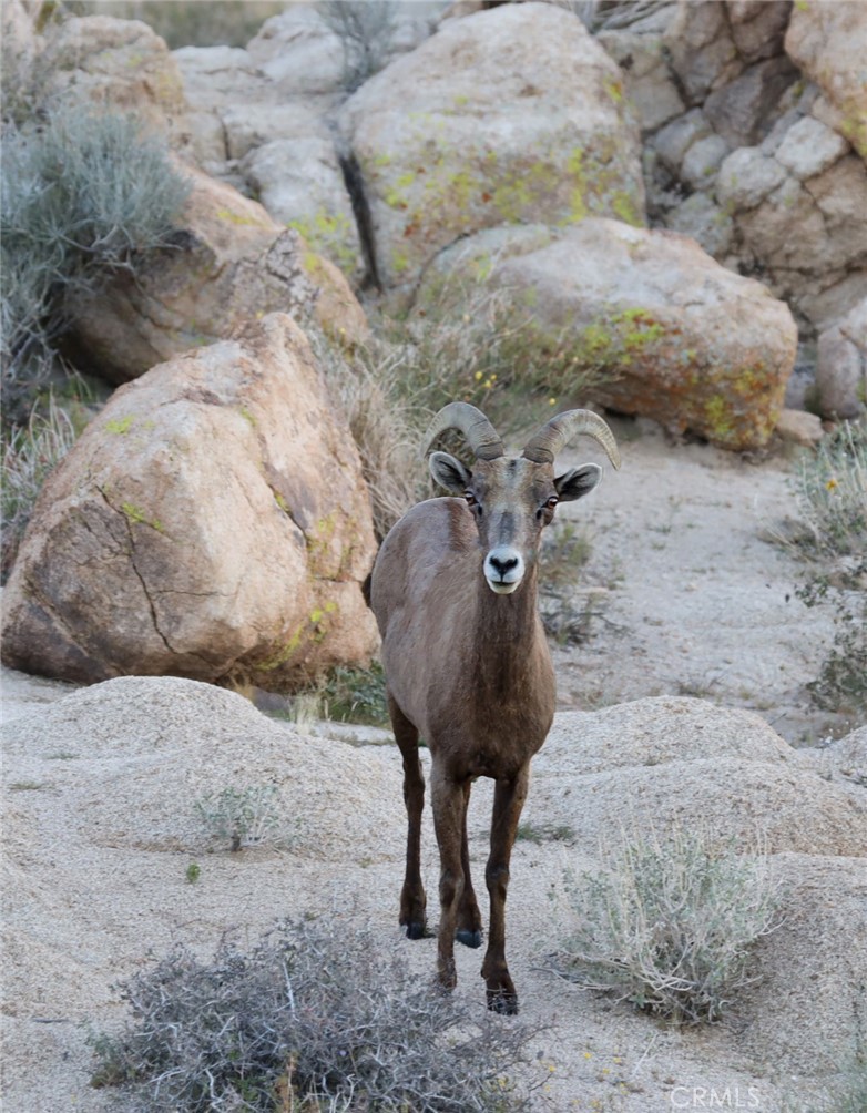 66075 Foothill Drive Joshua Tree, CA 92252 - Photo 47 of 53 a view of water plant