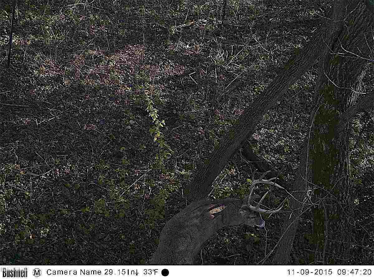 6552 East Union Road Stockton, IL 61085 - Photo 15 of 22 a view of outdoor space and a yard