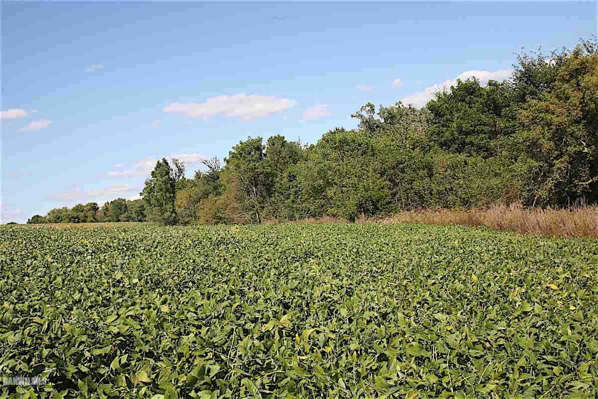 6552 East Union Road Stockton, IL 61085 - Photo 7 of 22 a view of a bunch of trees and bushes