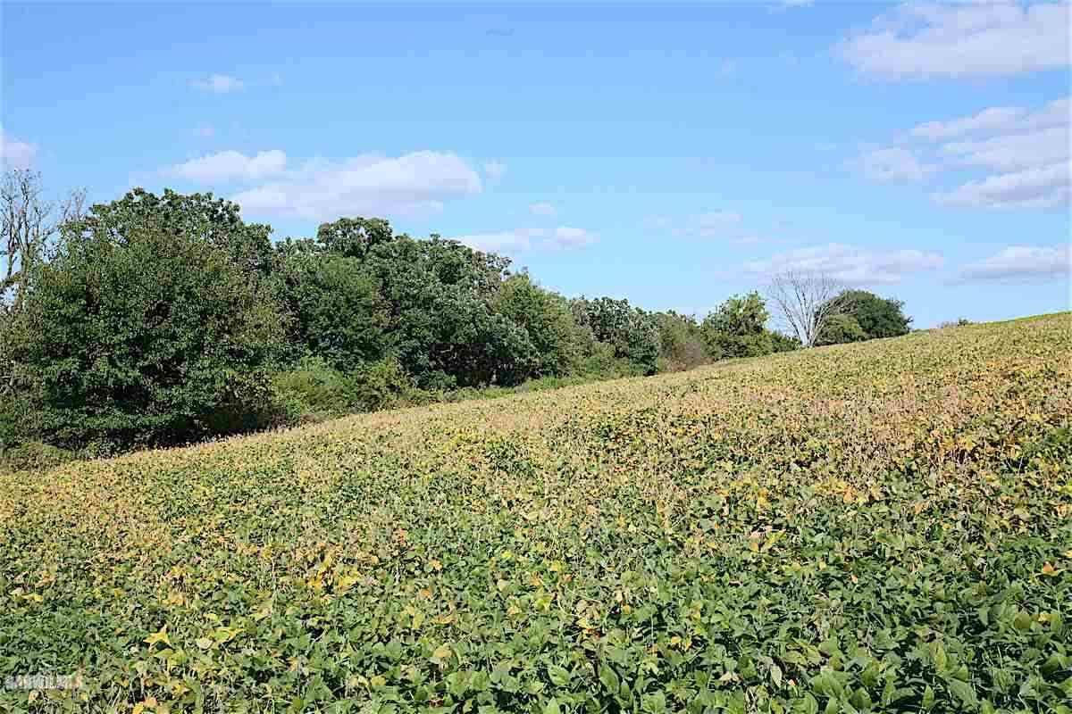 6552 East Union Road Stockton, IL 61085 - Photo 9 of 22 a view of a bunch of plants and trees