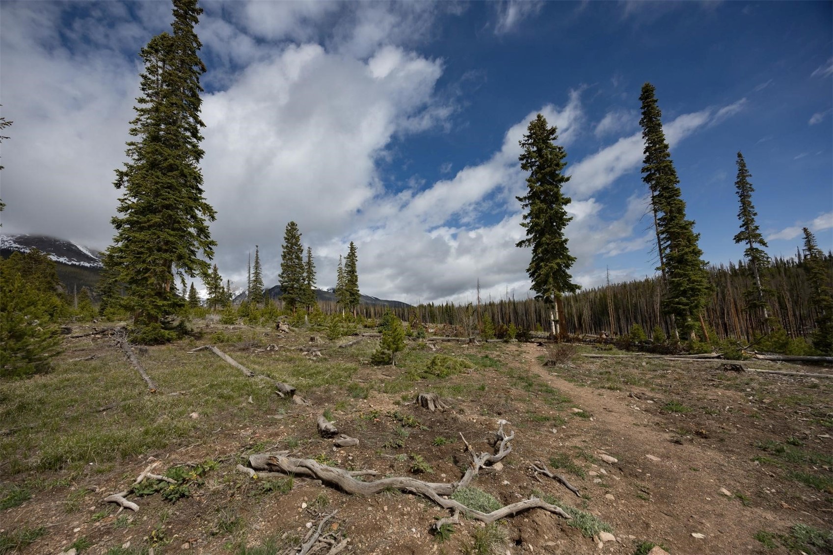 91100 Ryan Gulch Road, Unit 91105 Silverthorne, CO 80498 - Photo 27 of 49 a view of a yard with trees in the background