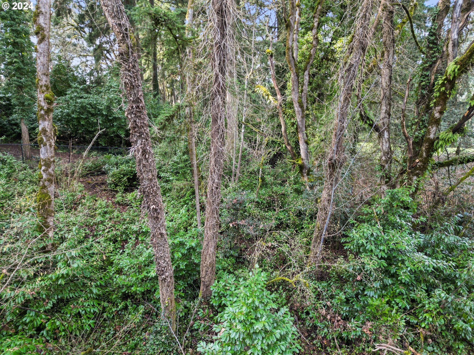 2375 Heath Street South Salem, OR 97302 - Photo 6 of 8 a view of a lush green forest
