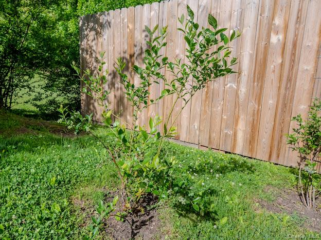 25 Lenape Road Newburgh, NY 12550 - Photo 24 of 35 Blueberry tree