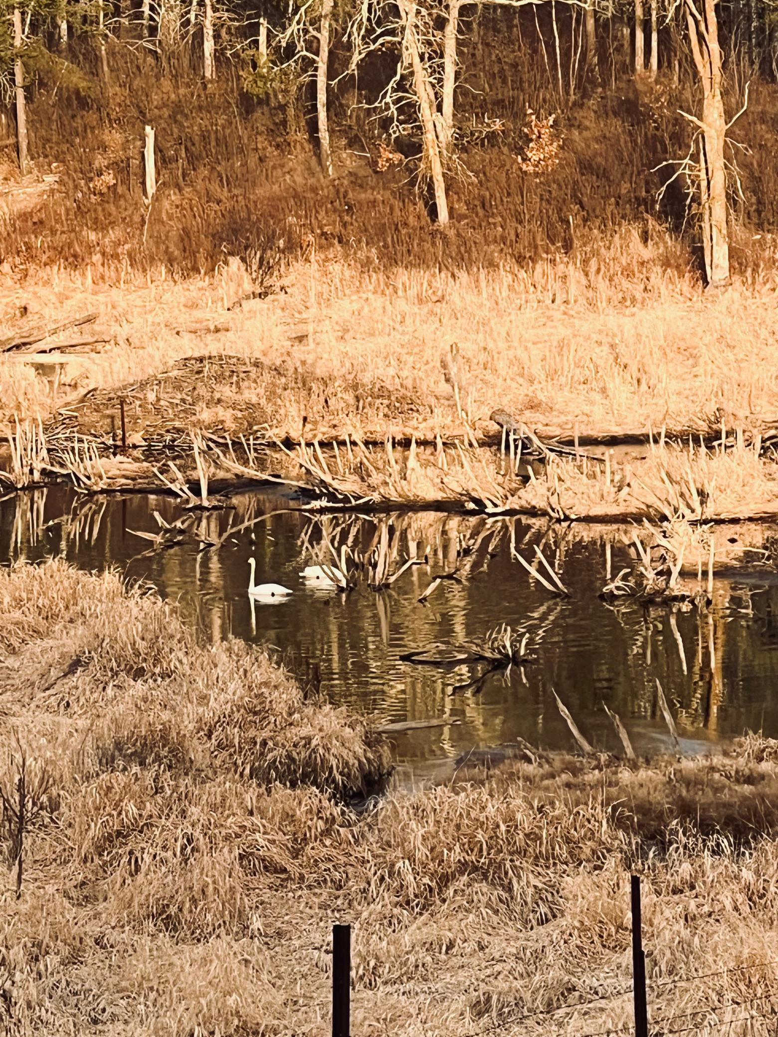 134 County Road 134 Pine River, MN 56474 - Photo 16 of 18