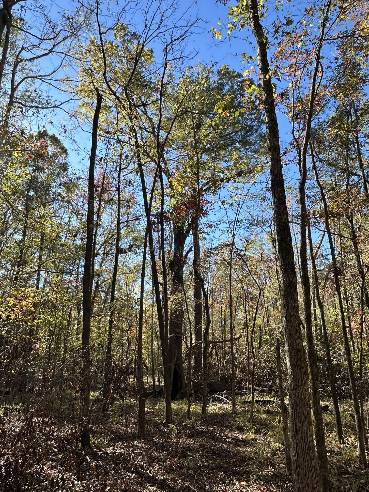 1235 Edge Lane Tignall, GA 30668 - Photo 3 of 14 IMG_9252