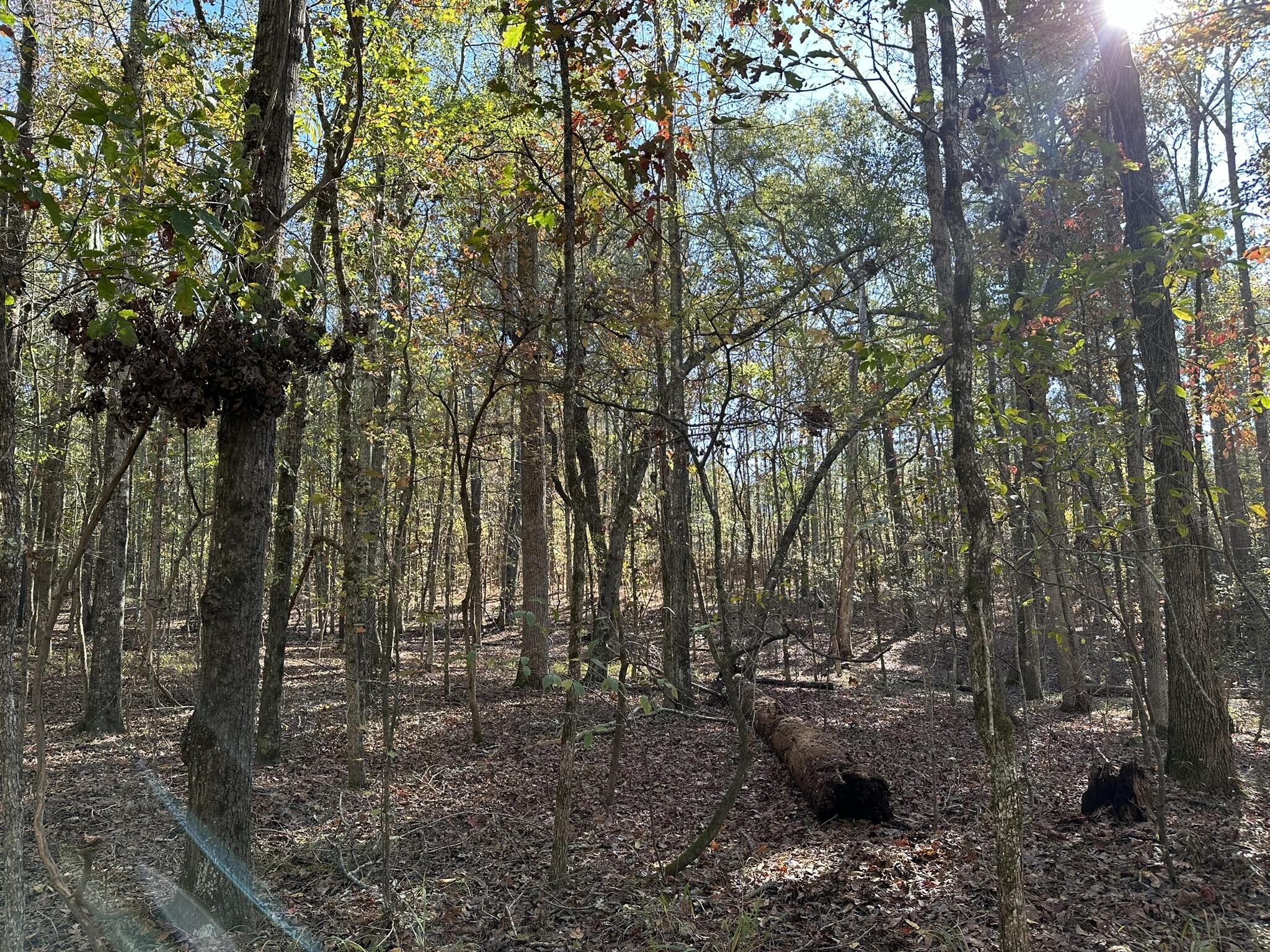 1235 Edge Lane Tignall, GA 30668 - Photo 4 of 14 corps line