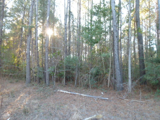 0 Rosa Green Road, Unit A McClellanville, SC 29458 - Photo 5 of 7 rosa green 5