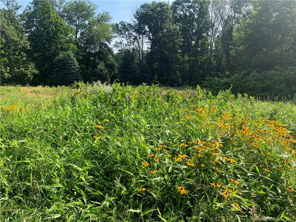 a view of a garden with a tree