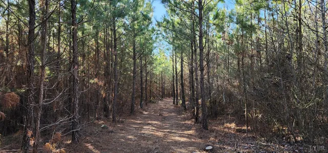 a view of a yard with plants and a trees
