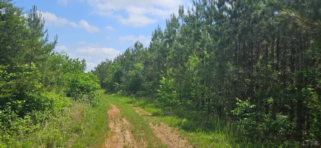 a view of a forest with trees in the background