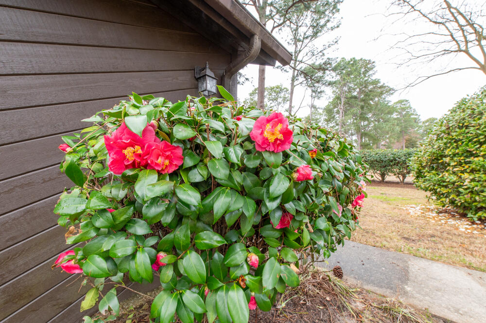 5 Prestwick Court Aiken, SC 29803 - Photo 25 of 31 Landscaping!