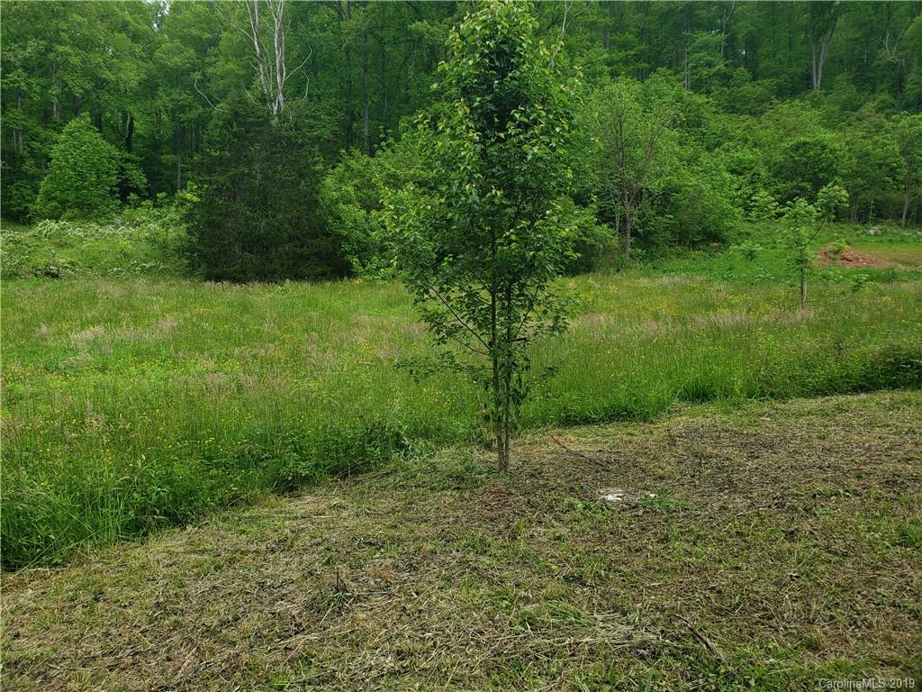 1457 Buff Creek Road Sylva, NC 28779 - Photo 3 of 7 a view of a yard with a tree