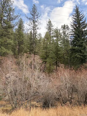 a view of a forest with lots of trees