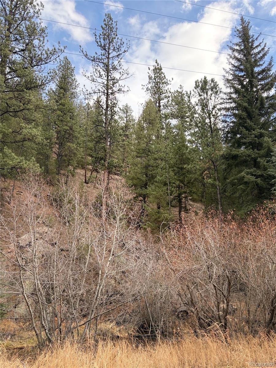 0 South Elk Creek Road Pine, CO 80470 - Photo 6 of 8 a view of a forest with lots of trees