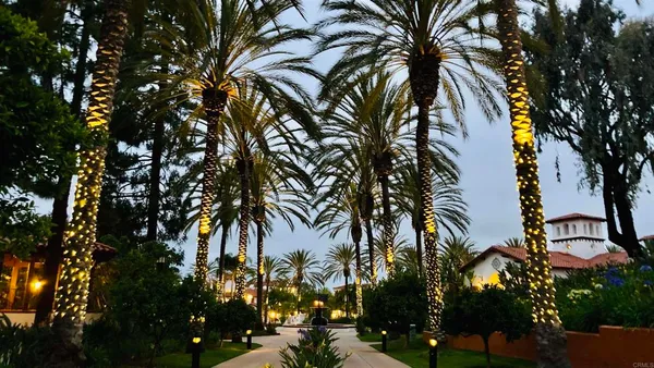 a view of a palm tree