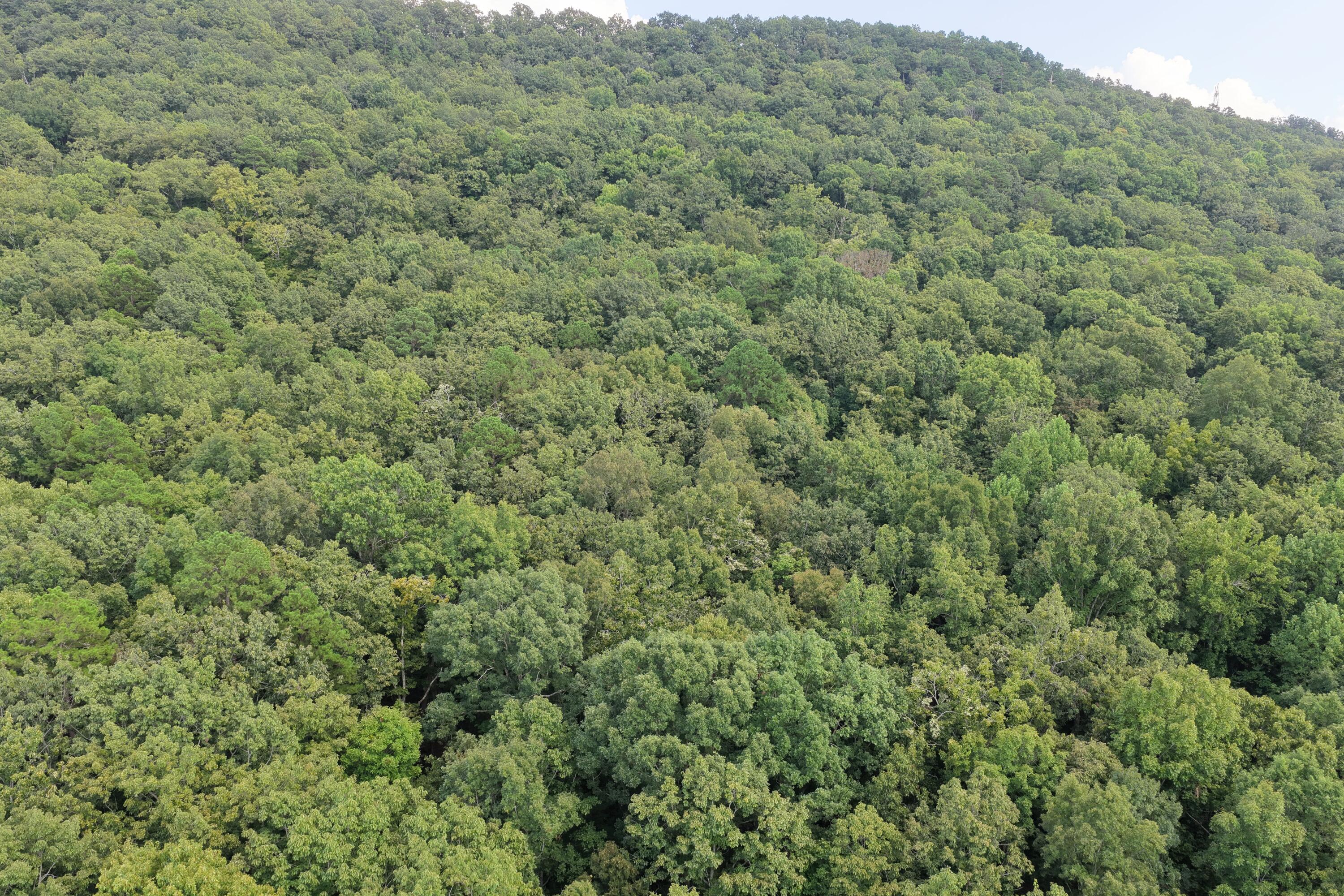 1 Bluffs Road North Guild, TN 37340 - Photo 27 of 52 BEVAP (25)