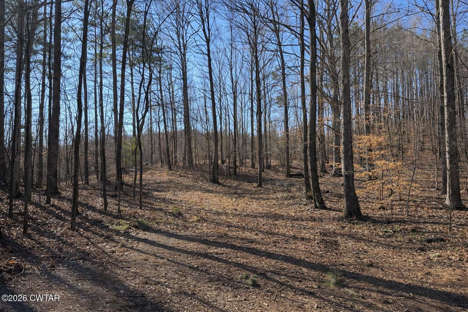 3290 Butler Chapel Road Ramer, TN 38367 - Photo 3 of 6 a view of a backyard with trees