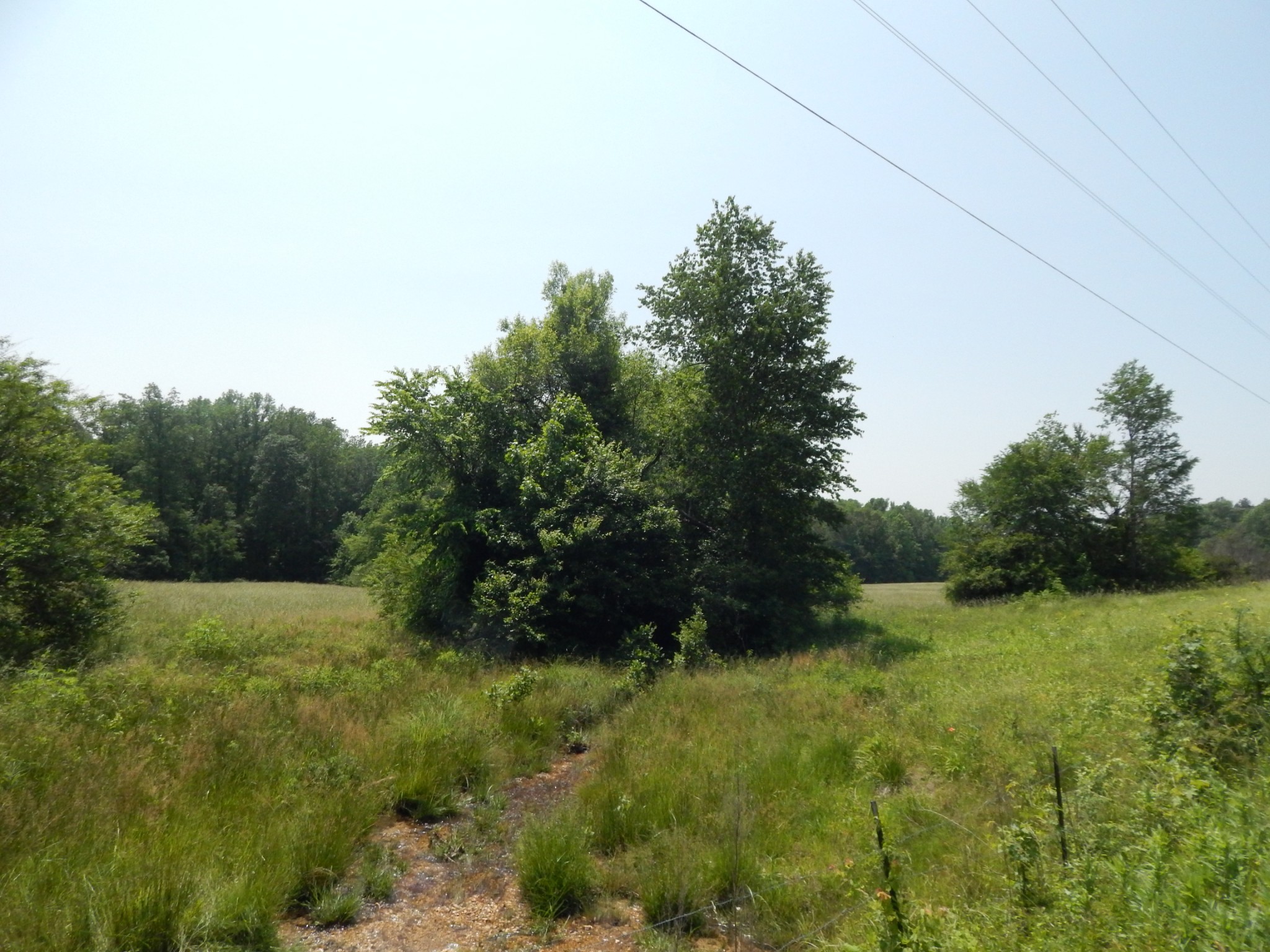 0 Big Cypress Road Cypress Inn, TN 38452 - Photo 12 of 20 Gallery Image 12
