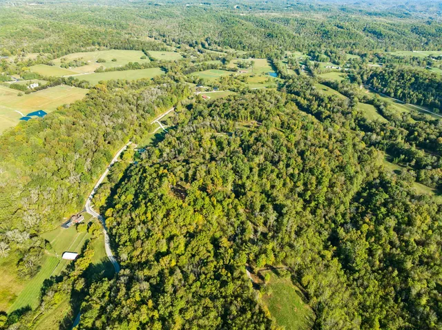 a view of a big yard with plants and large trees